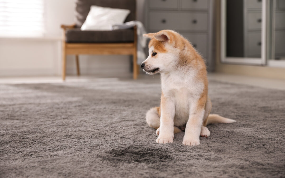 How to Remove Pet Stains from Rugs or Carpets