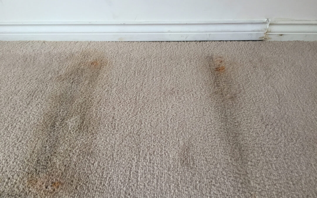 Does Carpet Cleaning Fight Mold?