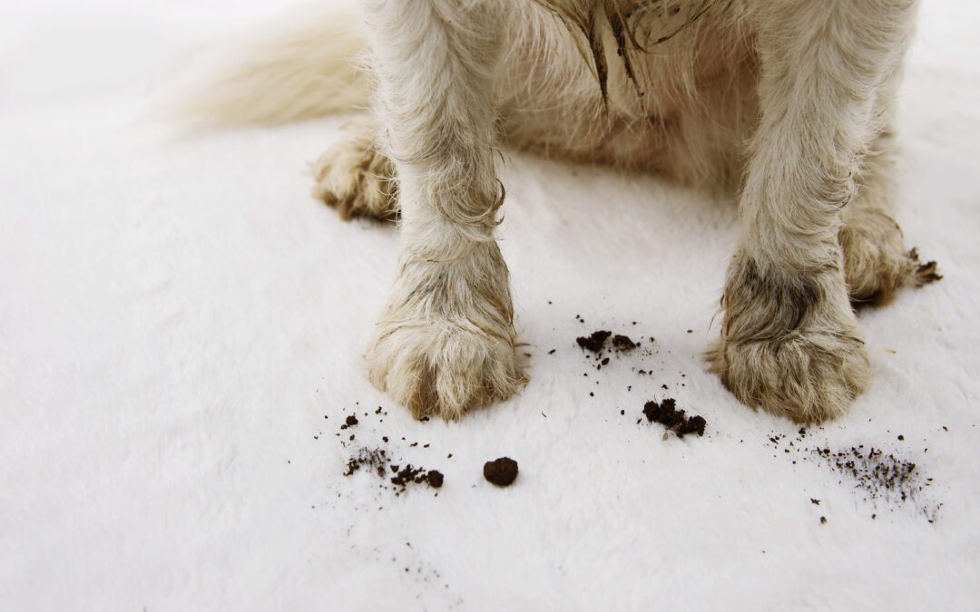 How Often Should Pet Owners Clean Carpets?
