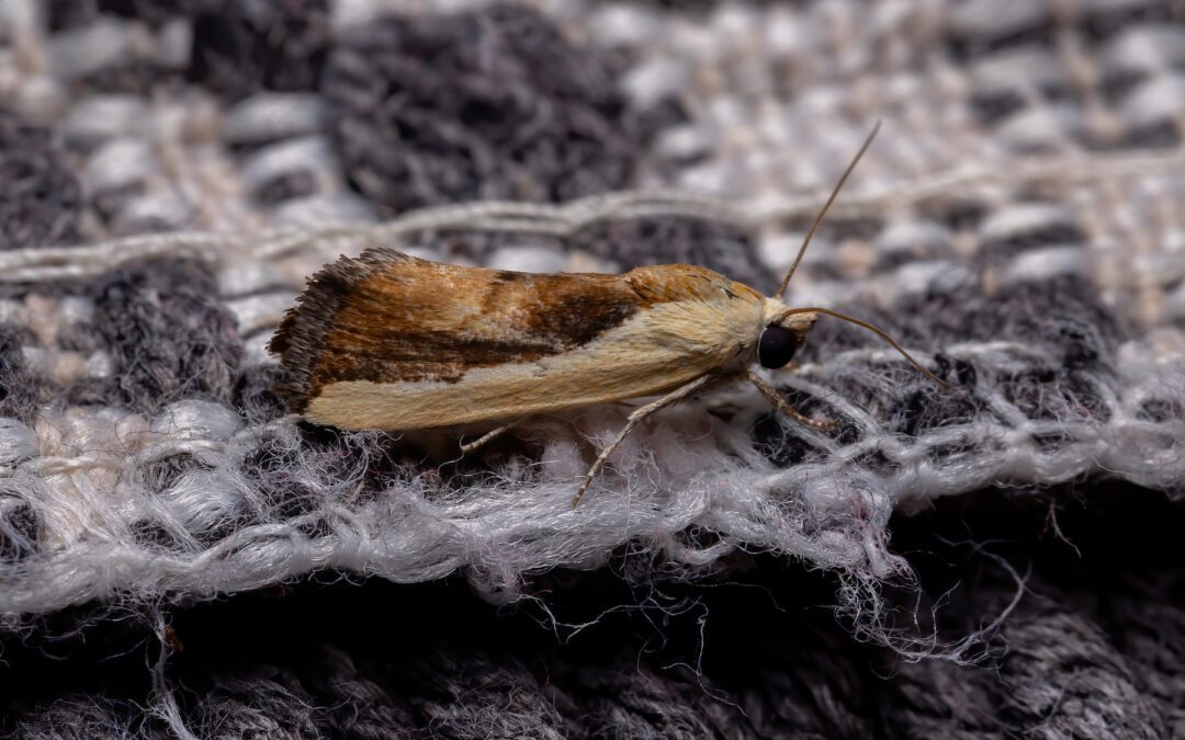 4 Ways to Protect Your Rug From Moth Damage