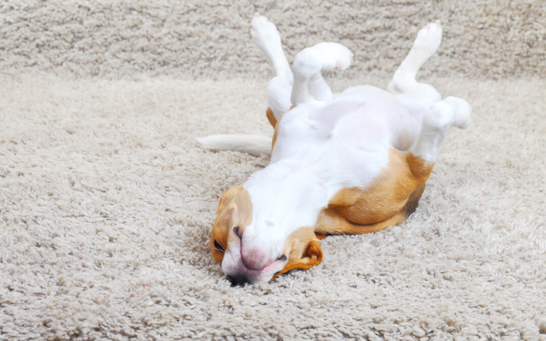 Dangers of Pet Urine on Carpet