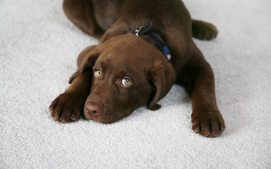 5 Tips for Maintaining Your Carpet with Pets at Home