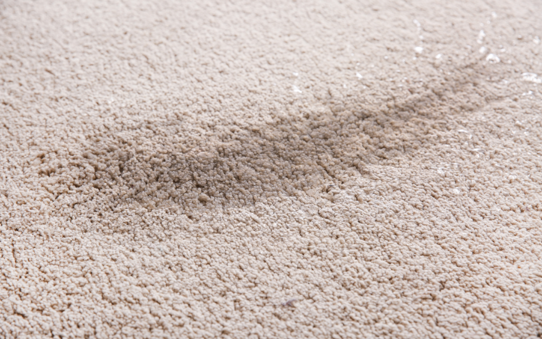 5 Signs Water-Damaged Carpet Needs Replaced