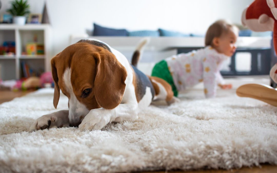 The Best Carpet Styles for Pets and Kids