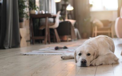 How to Protect Hardwood Floors from Pet Nails