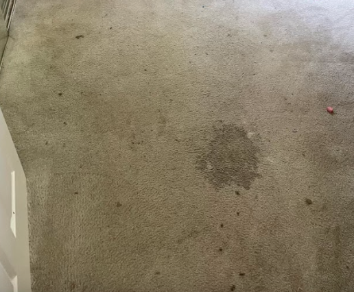 The Top 10 Carpet and Rug Stains